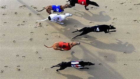 sporting life greyhound tips|Greyhound betting tips and analysis for live card at Romford.